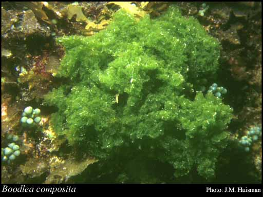  Boodlea composita (Crunchy Hair Grass)